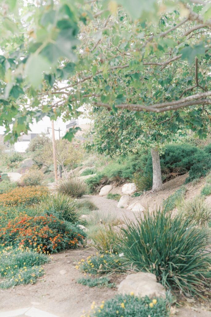 a garden with trees and bushes