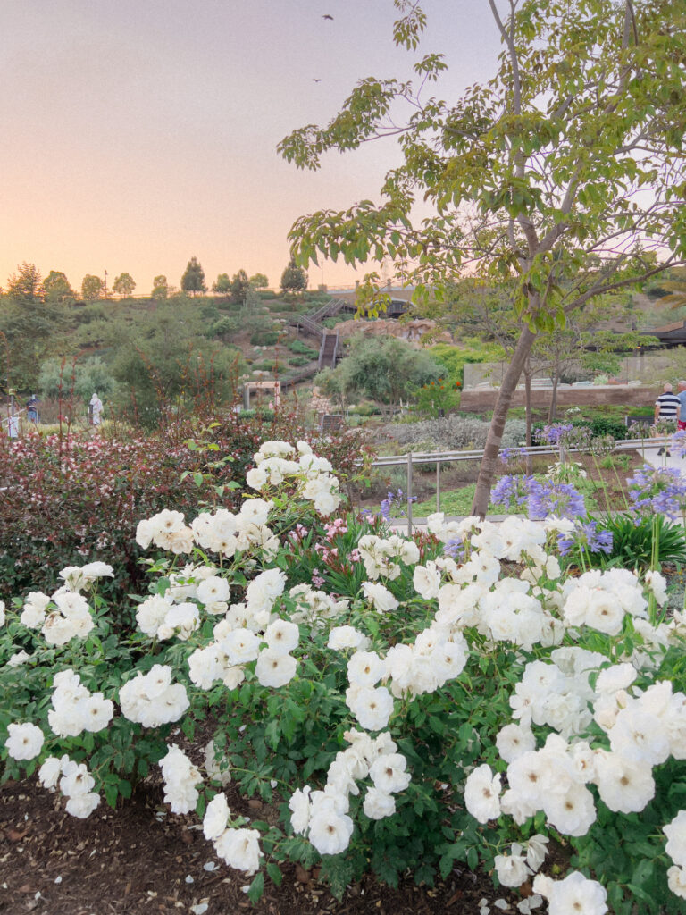 a group of white flowers in a garden during sunset at civita park